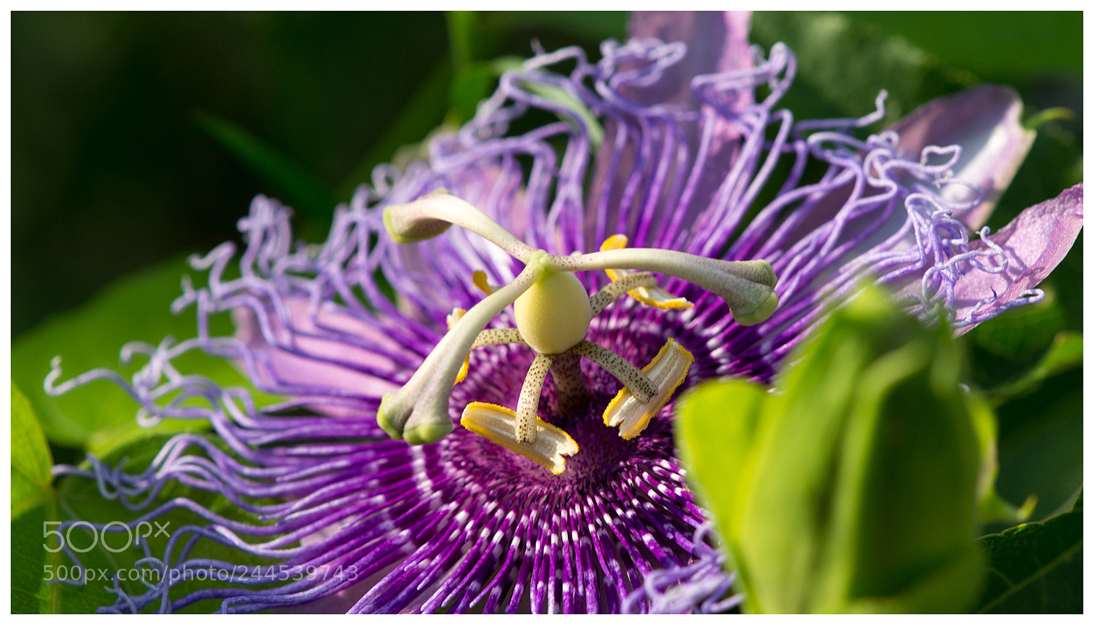 Nikon D3100 sample photo. Purple tendrils() photography