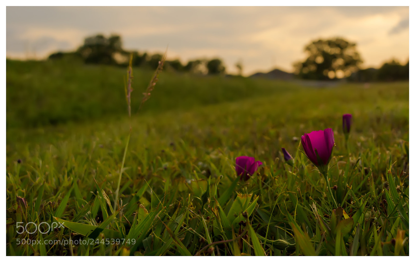 Nikon D3100 sample photo. That one flower photography