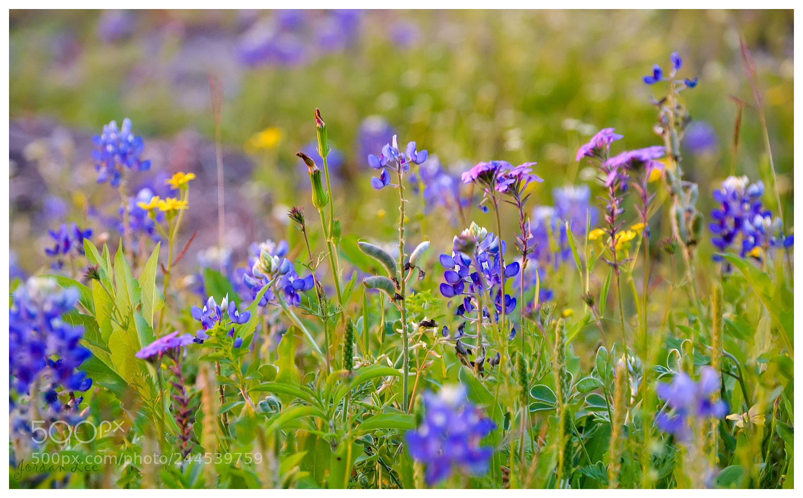 Nikon D3100 sample photo. Bluebonnets photography