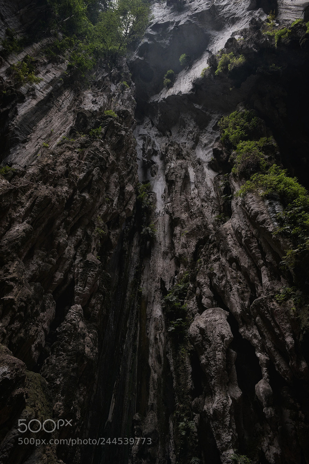 Nikon D800 sample photo. Looking upward photography