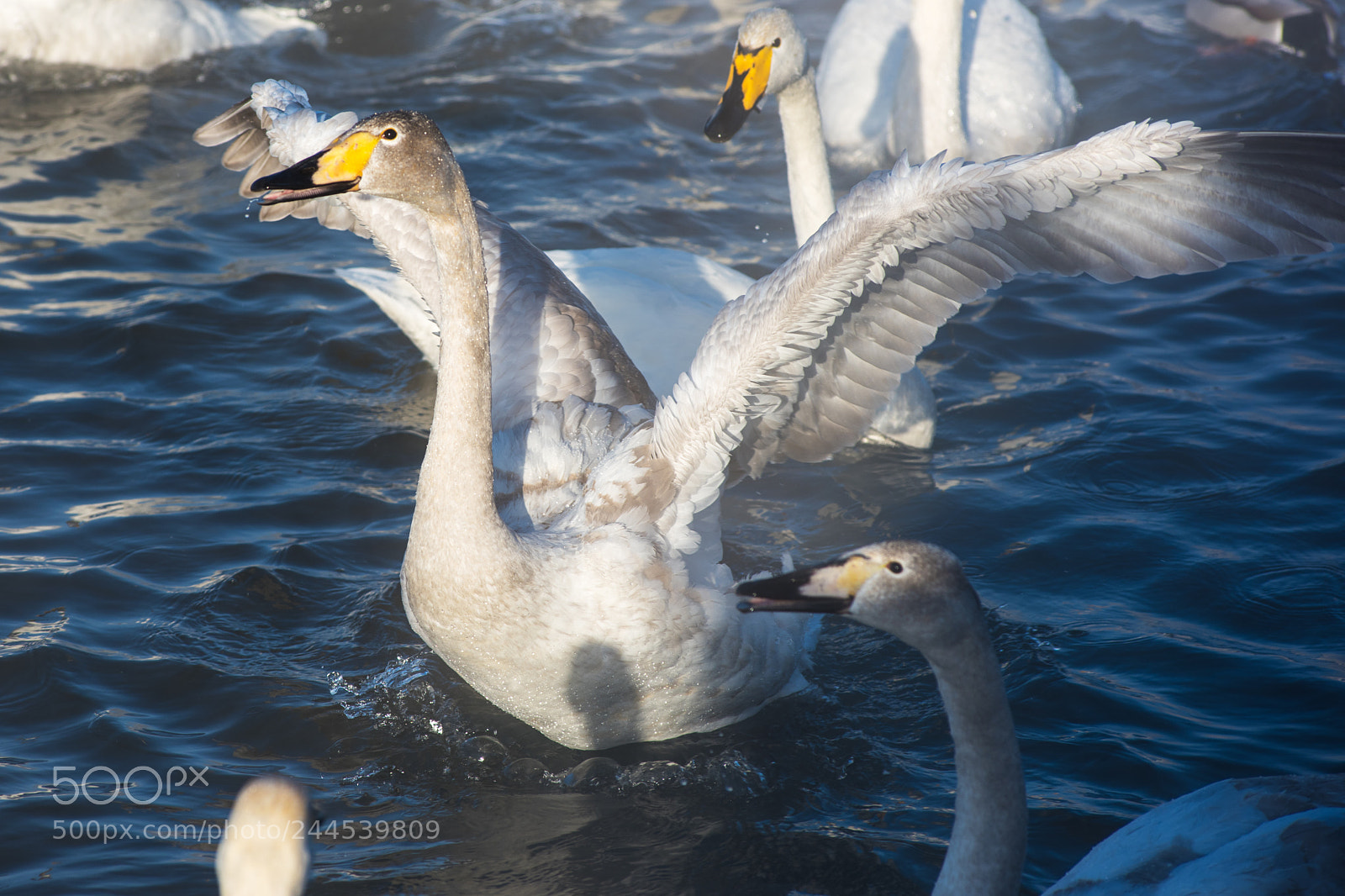 Nikon D810 sample photo. Beautiful white whooping swans photography