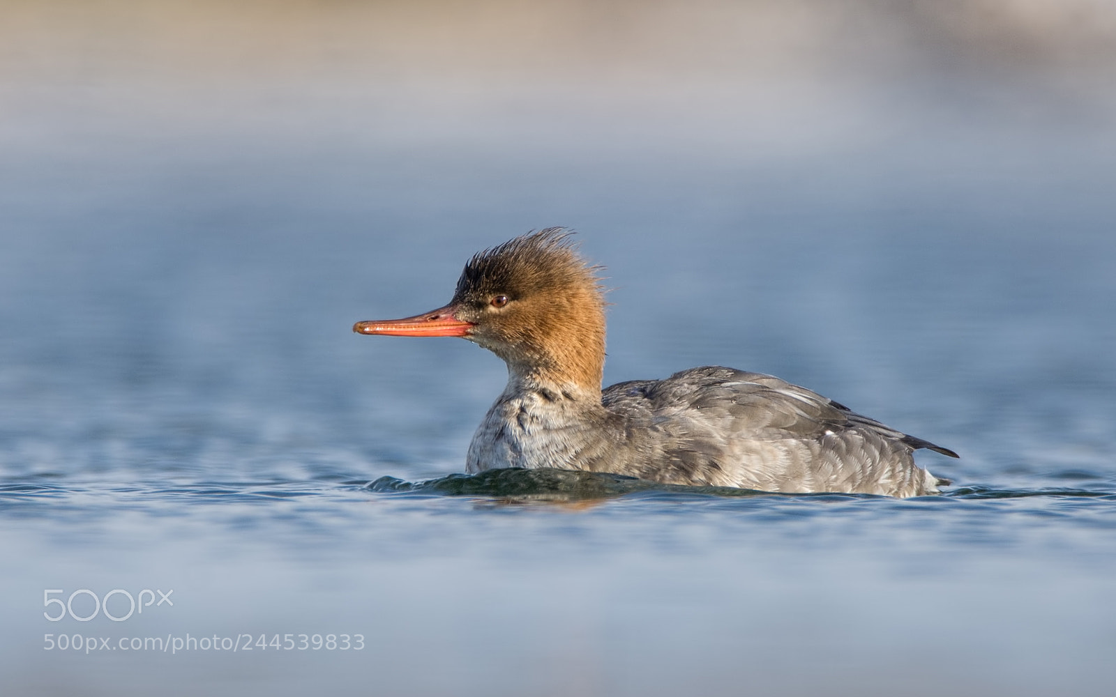 Nikon D7200 sample photo. Red-breasted merganser re-edit photography