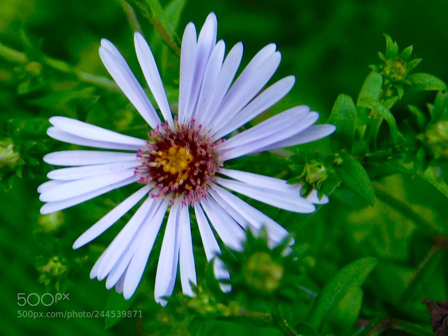 Nikon Coolpix B500 sample photo. August wildflower photography