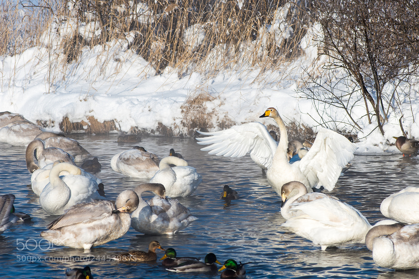 Nikon D810 sample photo. Beautiful white whooping swans photography