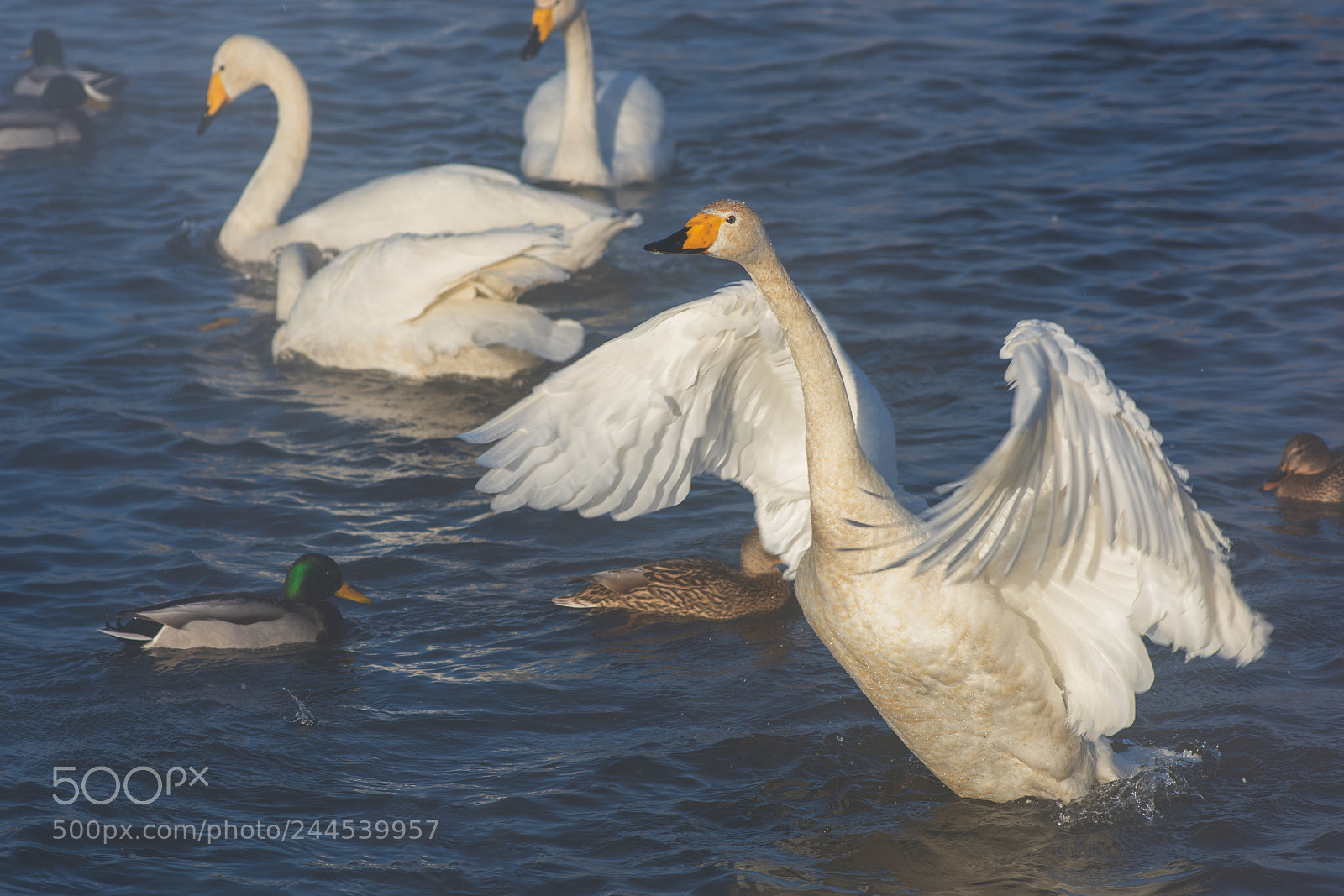 Nikon D810 sample photo. Beautiful white whooping swans photography