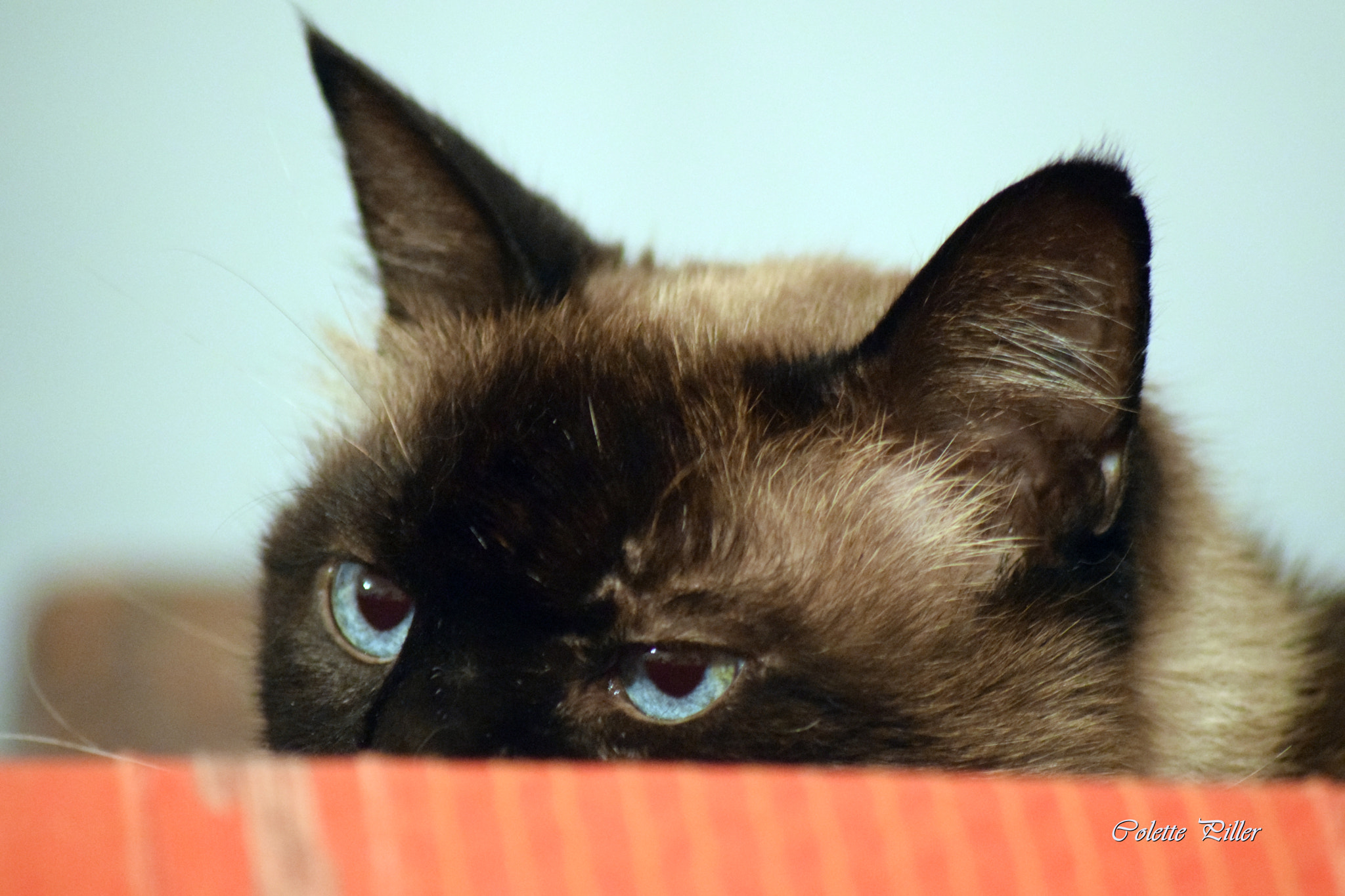 Sigma 70-300mm F4-5.6 APO DG Macro sample photo. Catshaba photography