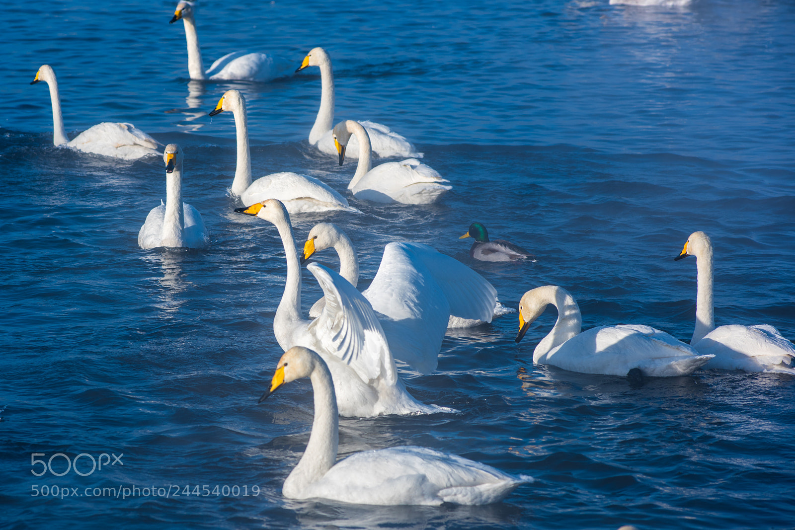Nikon D810 sample photo. Beautiful white whooping swans photography