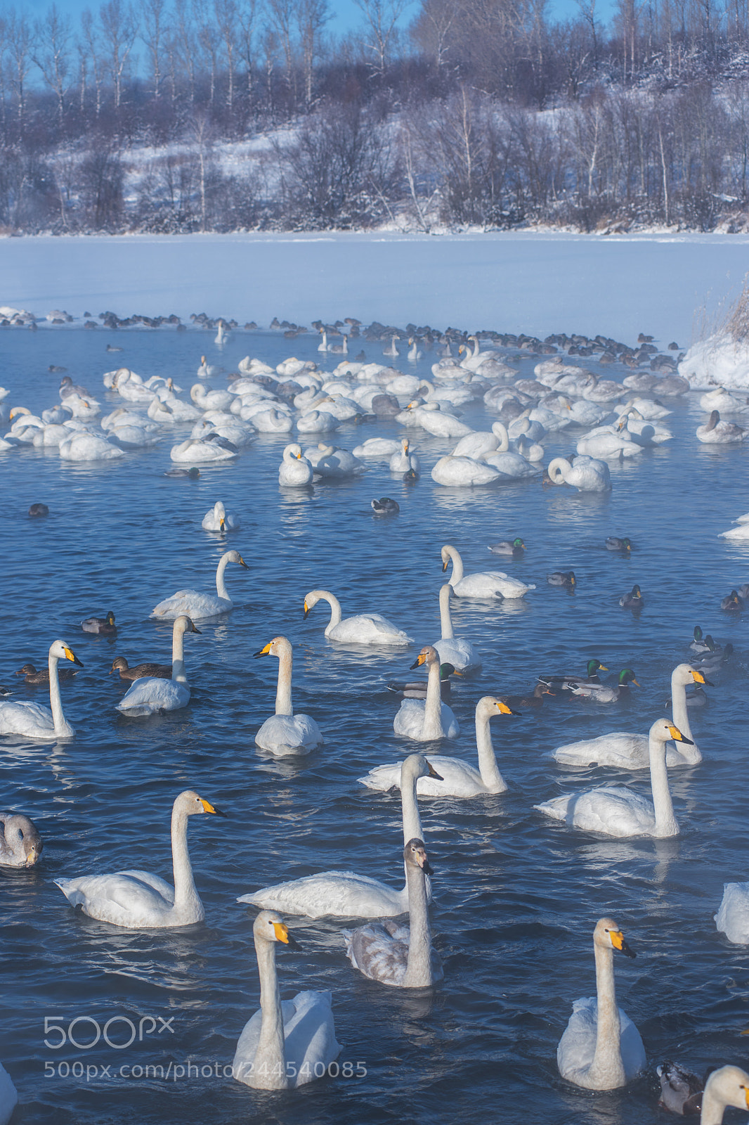 Nikon D810 sample photo. Beautiful white whooping swans photography