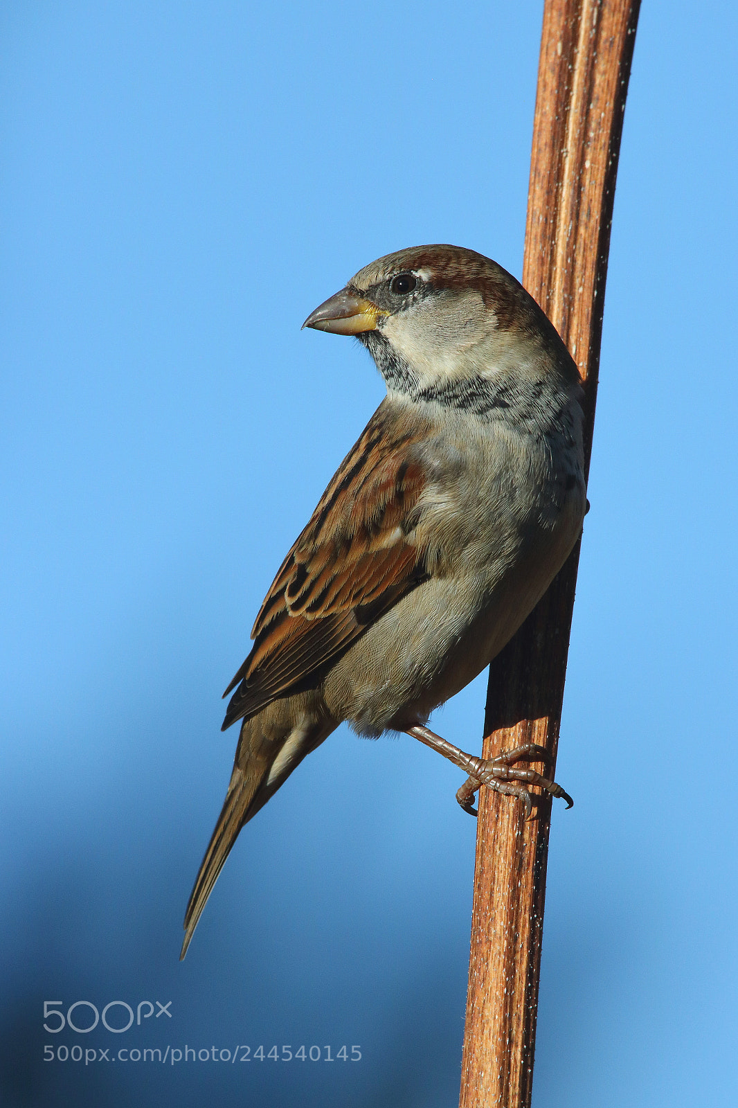 Canon EOS 750D (EOS Rebel T6i / EOS Kiss X8i) sample photo. Blue sky smiling at photography