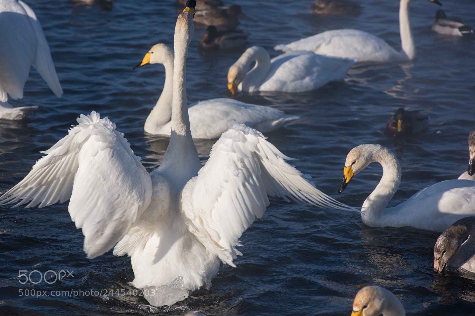 Nikon D810 sample photo. Beautiful white whooping swans photography