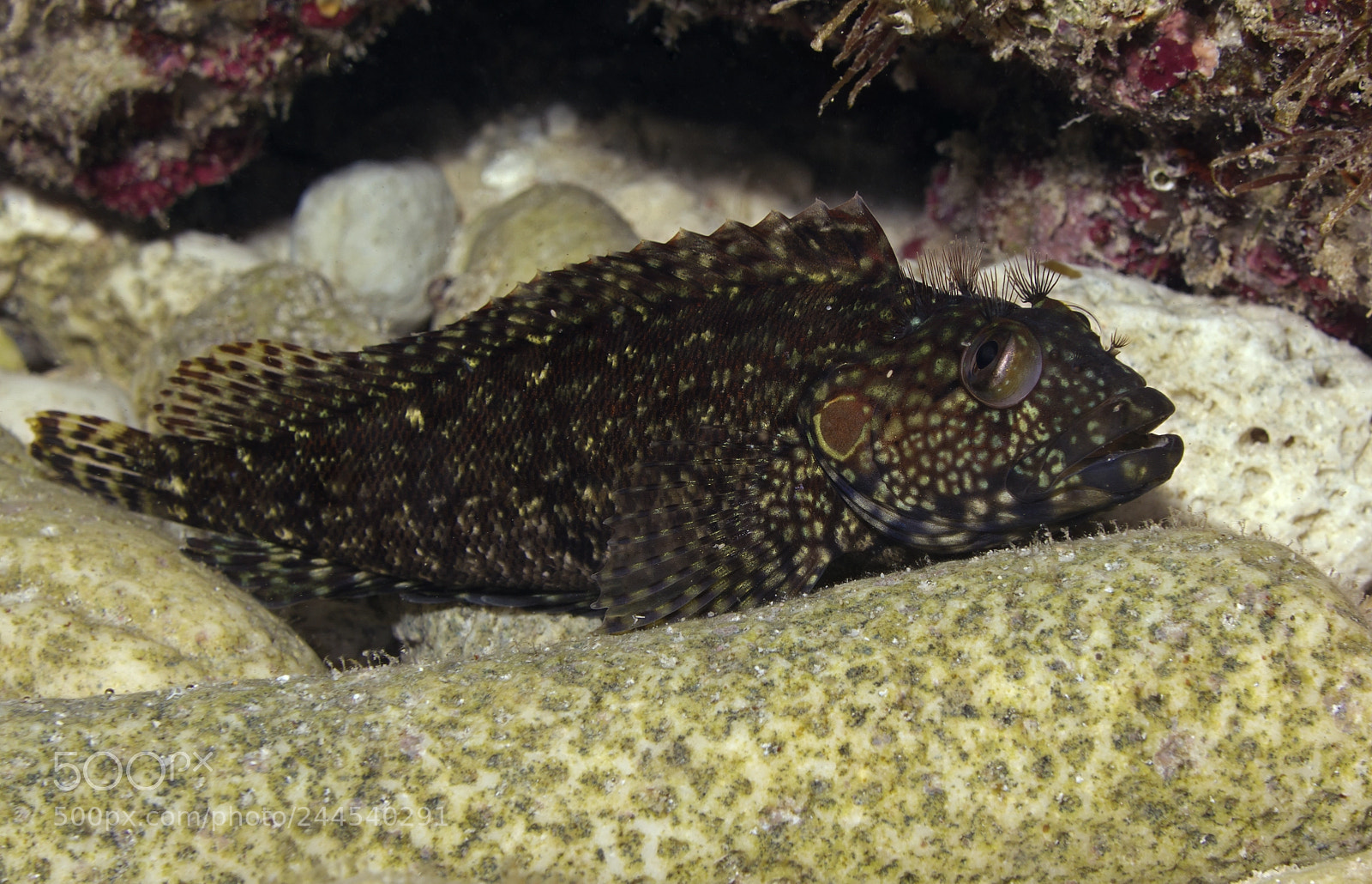 Sony Cyber-shot DSC-RX100 II sample photo. Hairy blenny - found photography
