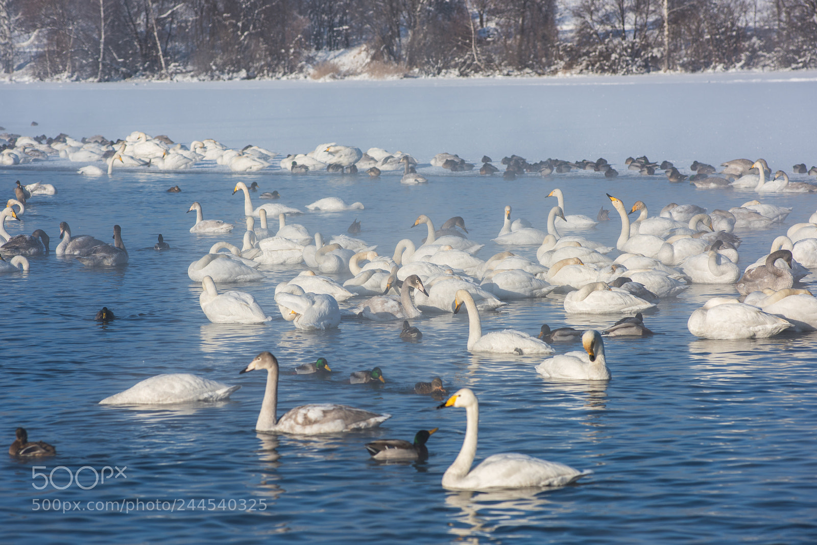 Nikon D810 sample photo. Beautiful white whooping swans photography