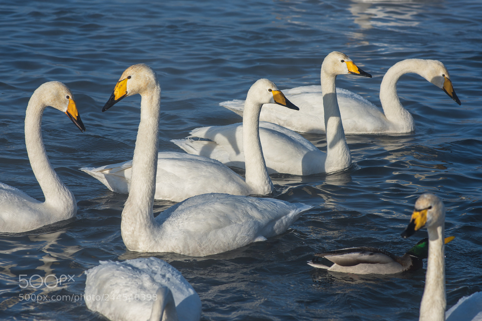 Nikon D810 sample photo. Beautiful white whooping swans photography