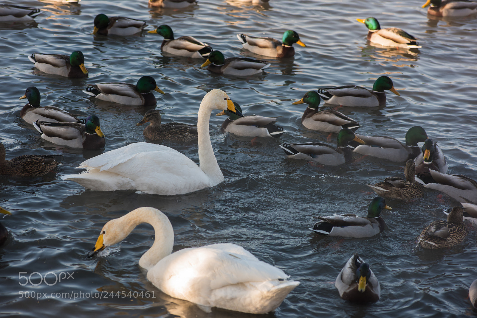 Nikon D810 sample photo. Beautiful white whooping swans photography