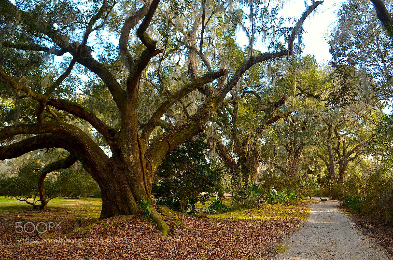 Nikon D5100 sample photo. Live oaks ad path photography