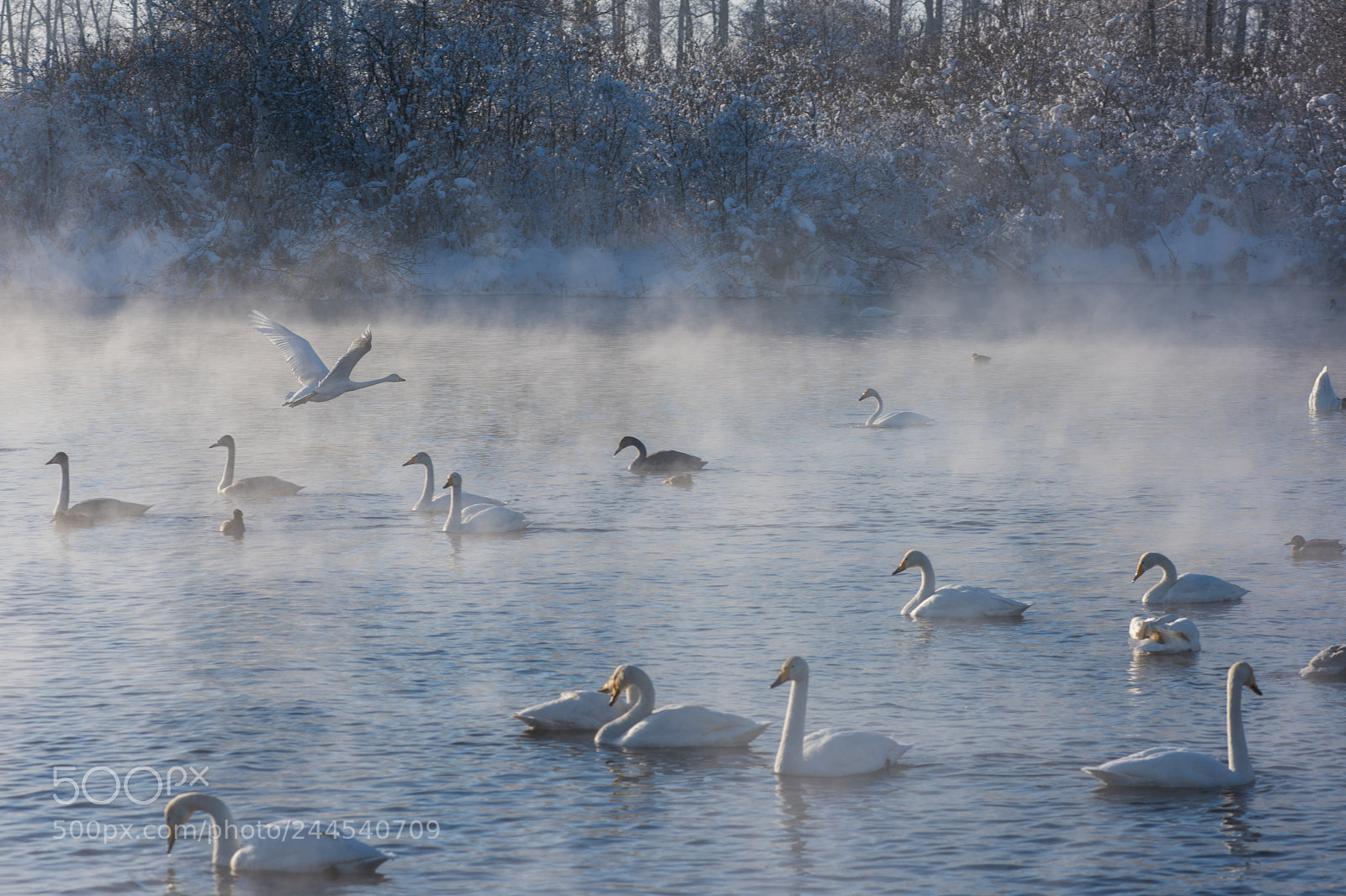 Nikon D810 sample photo. Beautiful white whooping swans photography