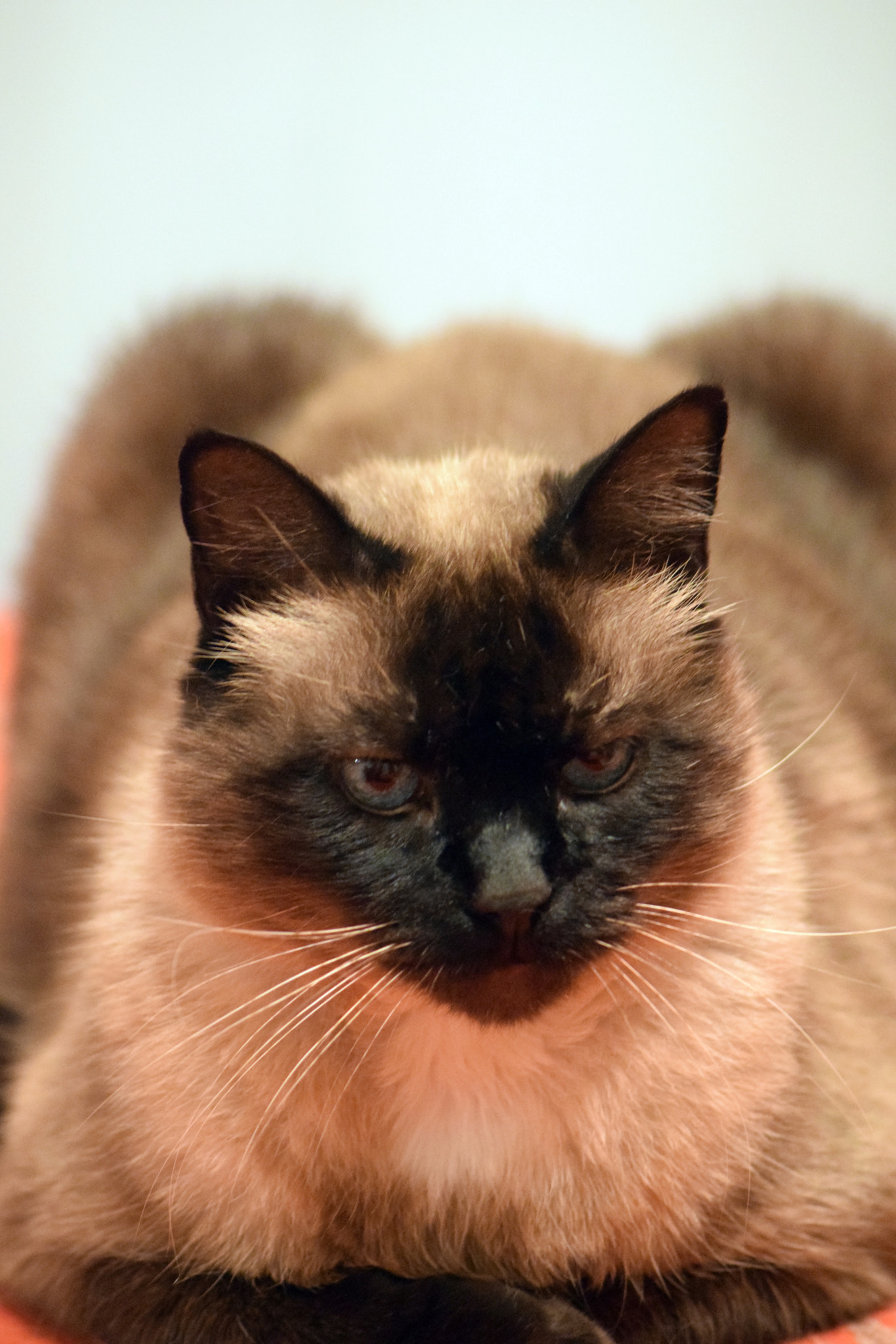 Sigma 70-300mm F4-5.6 APO DG Macro sample photo. Chat siamois photography