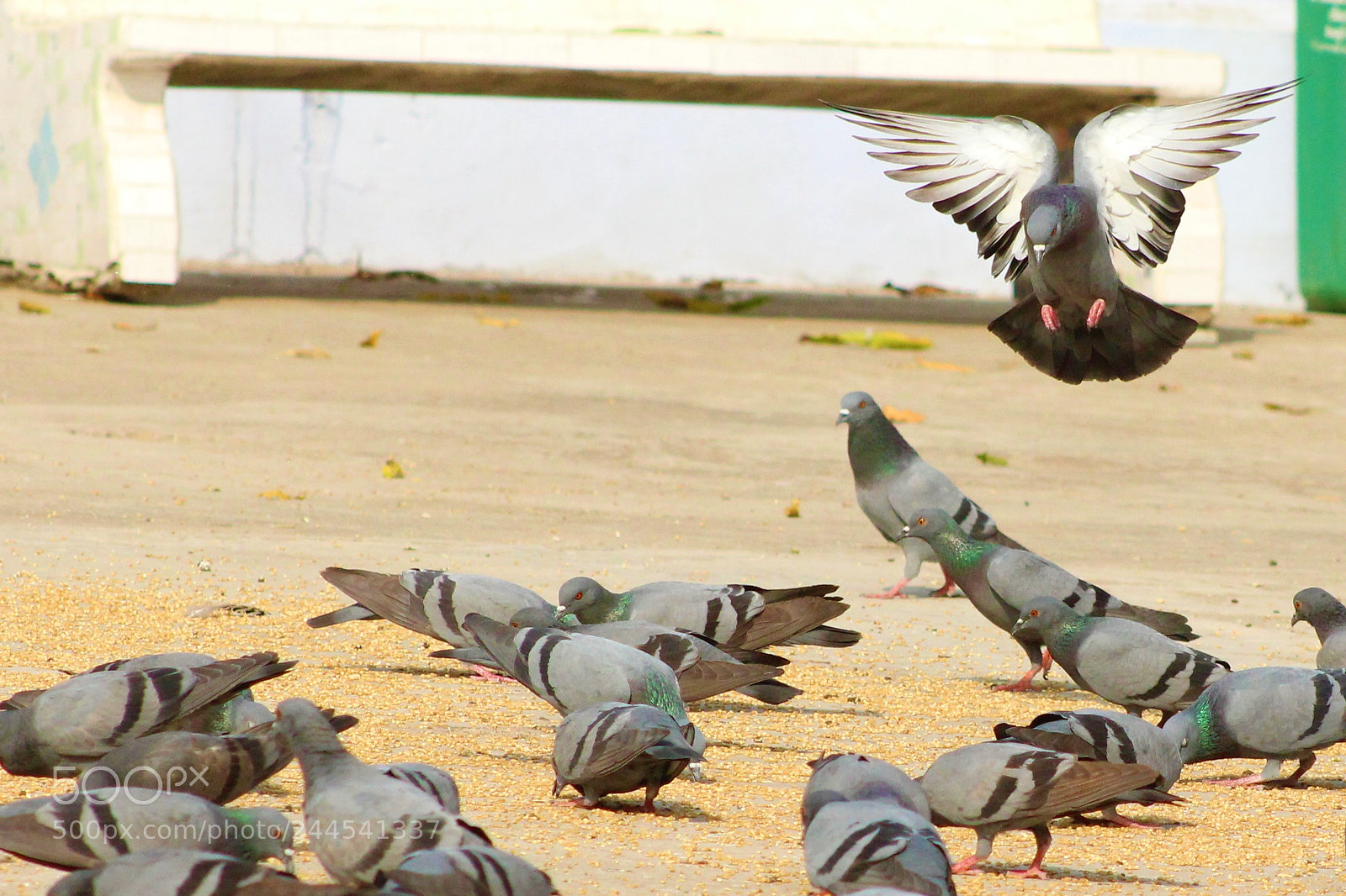 Canon EOS 1200D (EOS Rebel T5 / EOS Kiss X70 / EOS Hi) sample photo. Landing bird photography