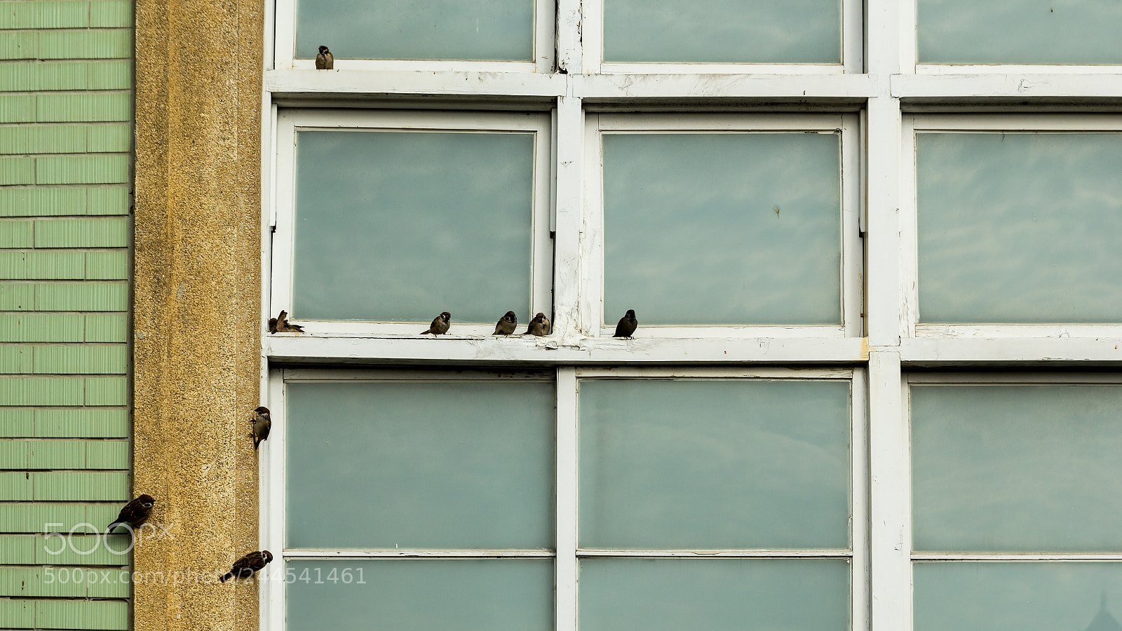 Canon EOS 60D sample photo. Sparrows photography