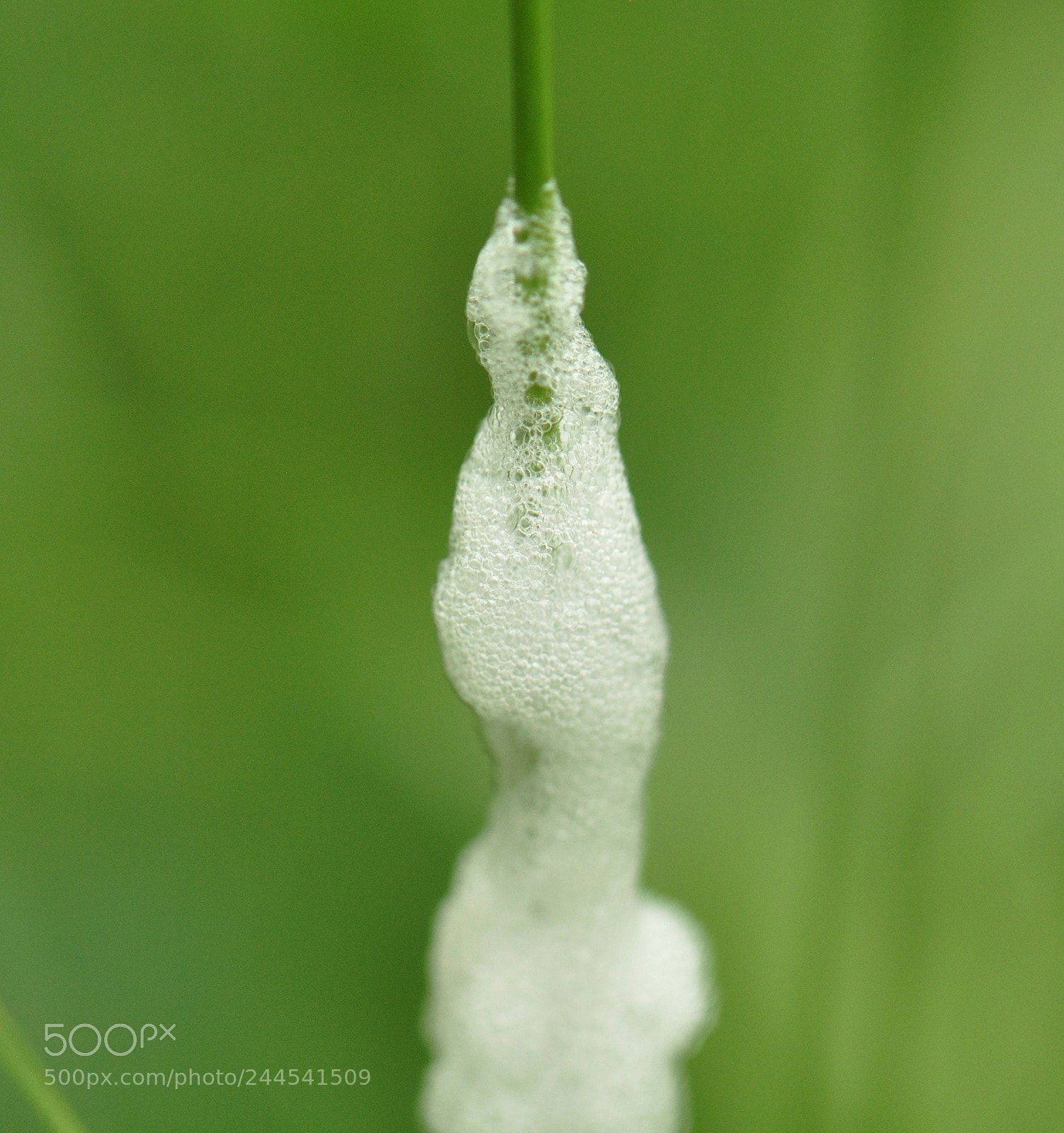Nikon D90 sample photo. Spittlebug foam photography