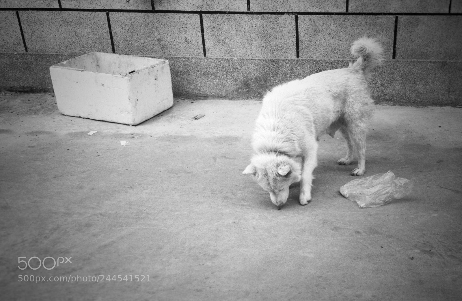 Apple iPhone SE sample photo. A dog photography