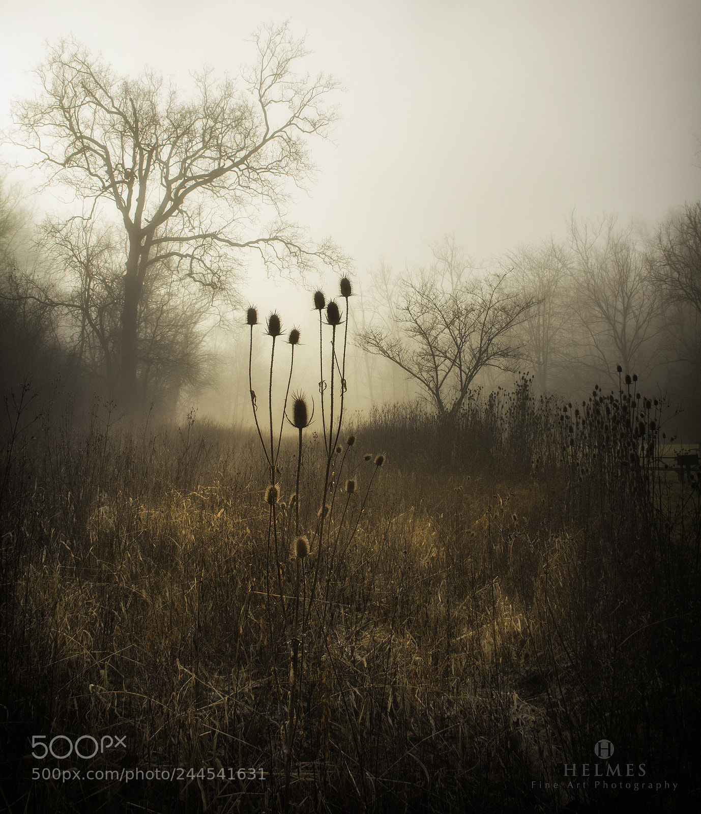 Canon EOS 60D sample photo. Seeds in silhouette photography