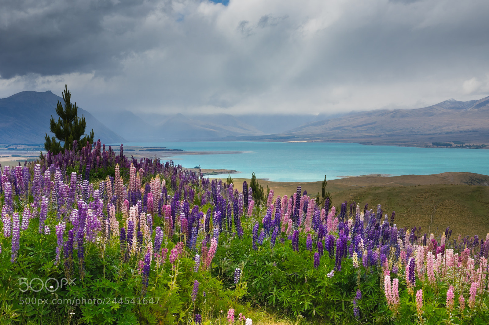 Pentax K-3 sample photo. Tekapo photography