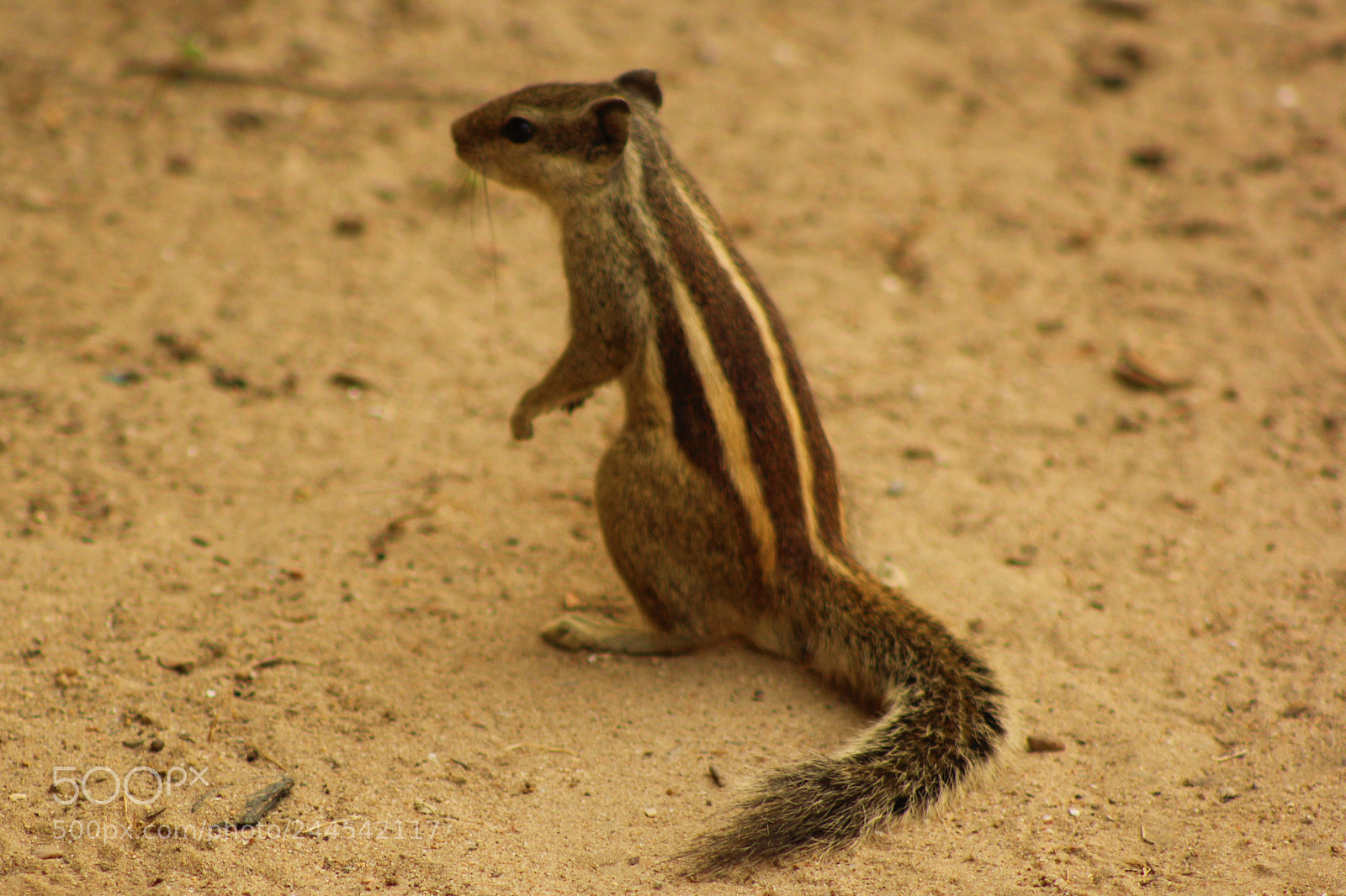 Canon EOS 1200D (EOS Rebel T5 / EOS Kiss X70 / EOS Hi) sample photo. Squirrels - where is photography
