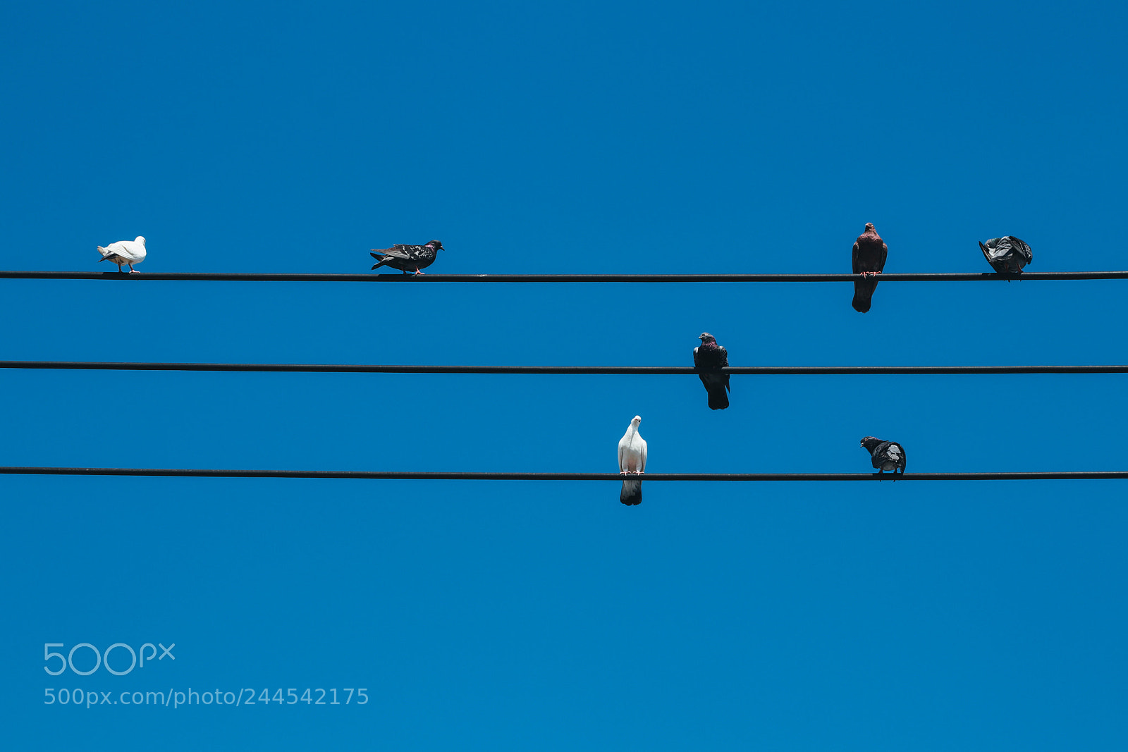 Canon EOS 77D (EOS 9000D / EOS 770D) sample photo. Doves photography