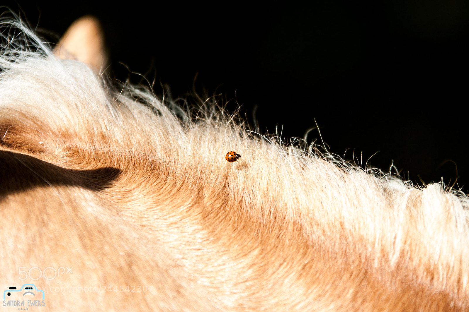 Canon EOS 50D sample photo. Img photography