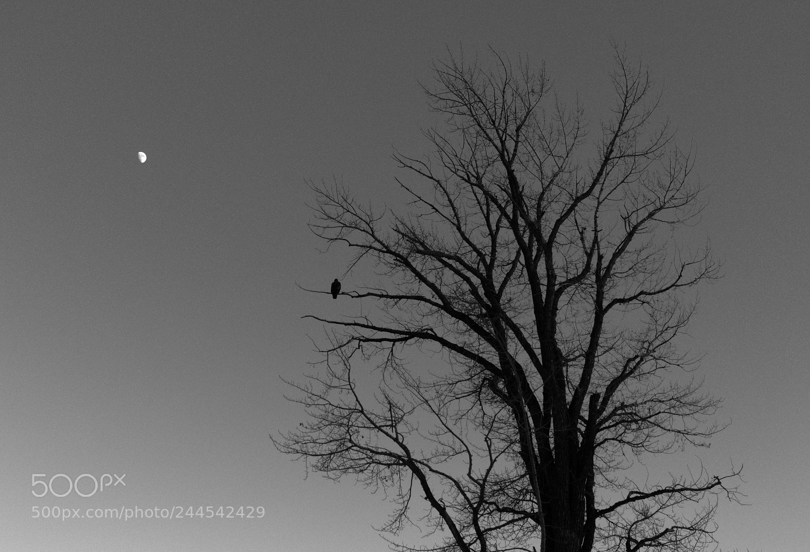 Canon EOS M5 sample photo. Moon watcher photography