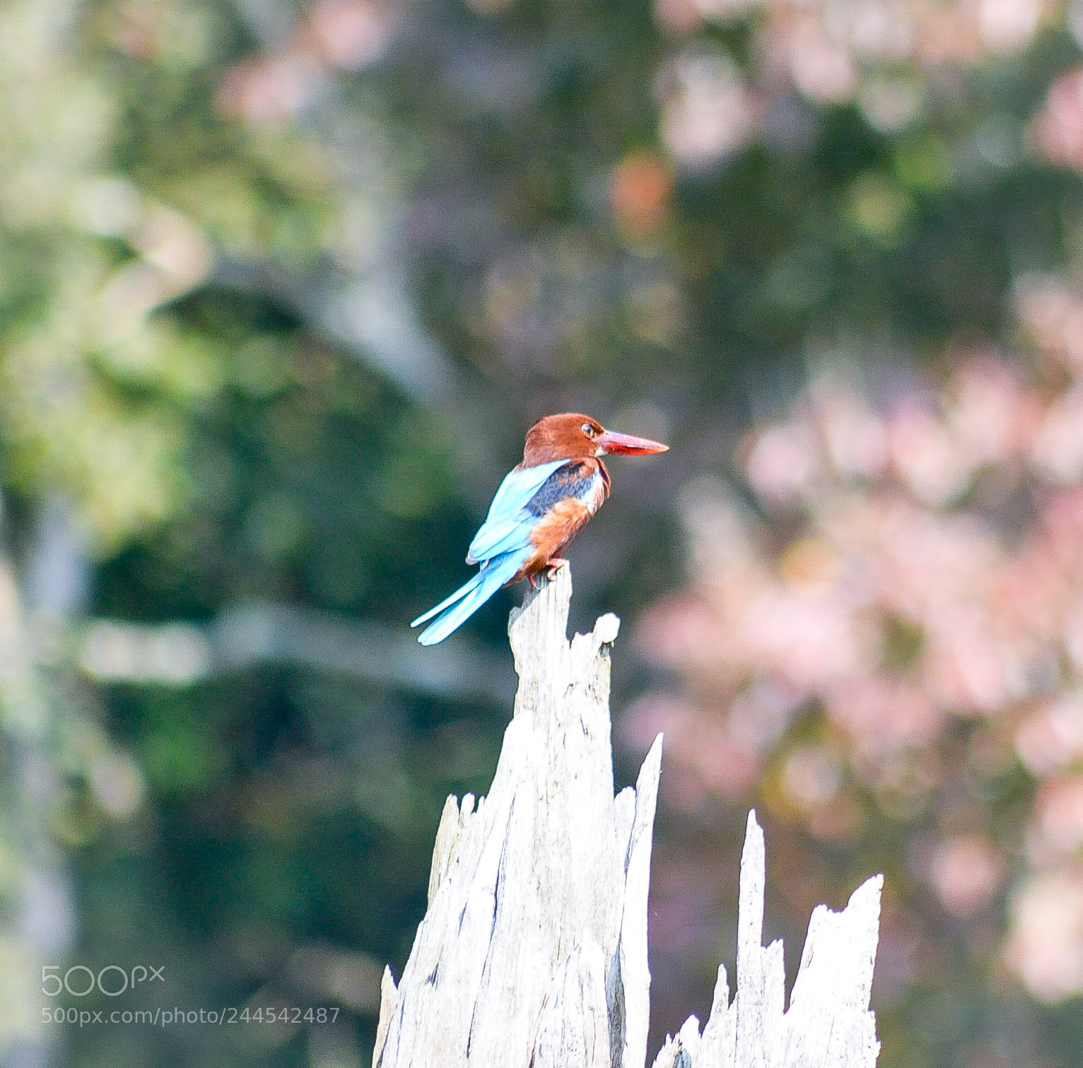 Nikon D3200 sample photo. White- throated kingfisher photography