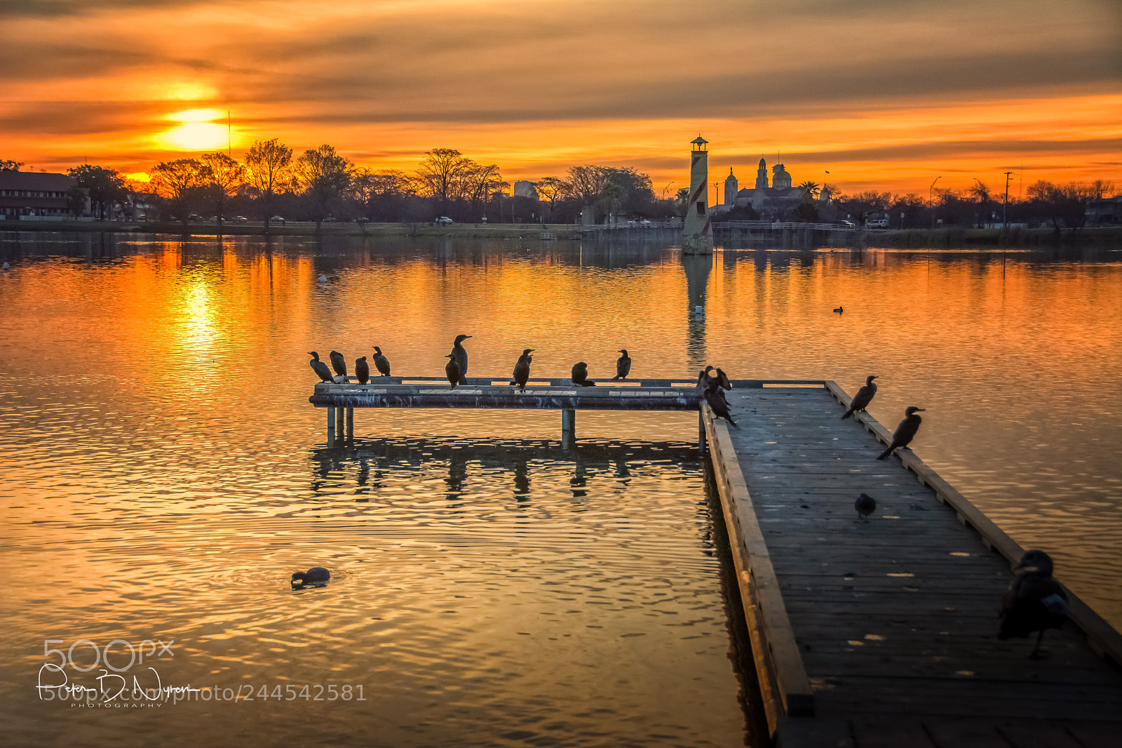 Nikon D7100 sample photo. Cormorant hangout photography