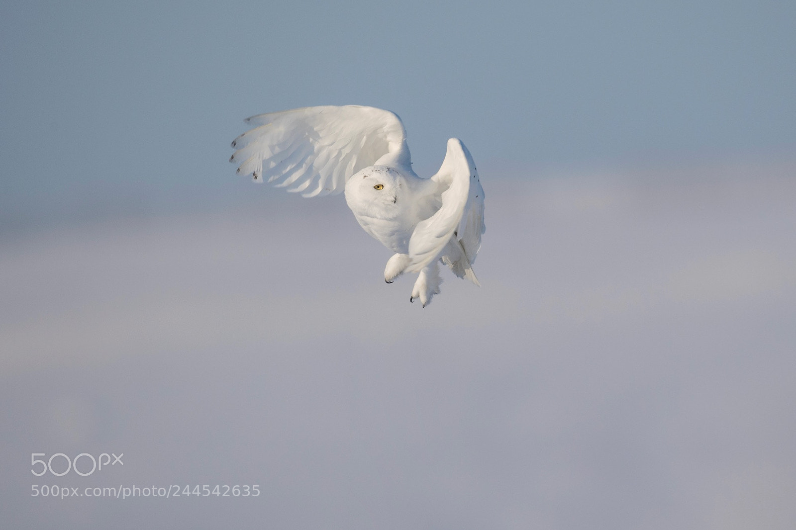 Nikon D5 sample photo. Snowy owl photography