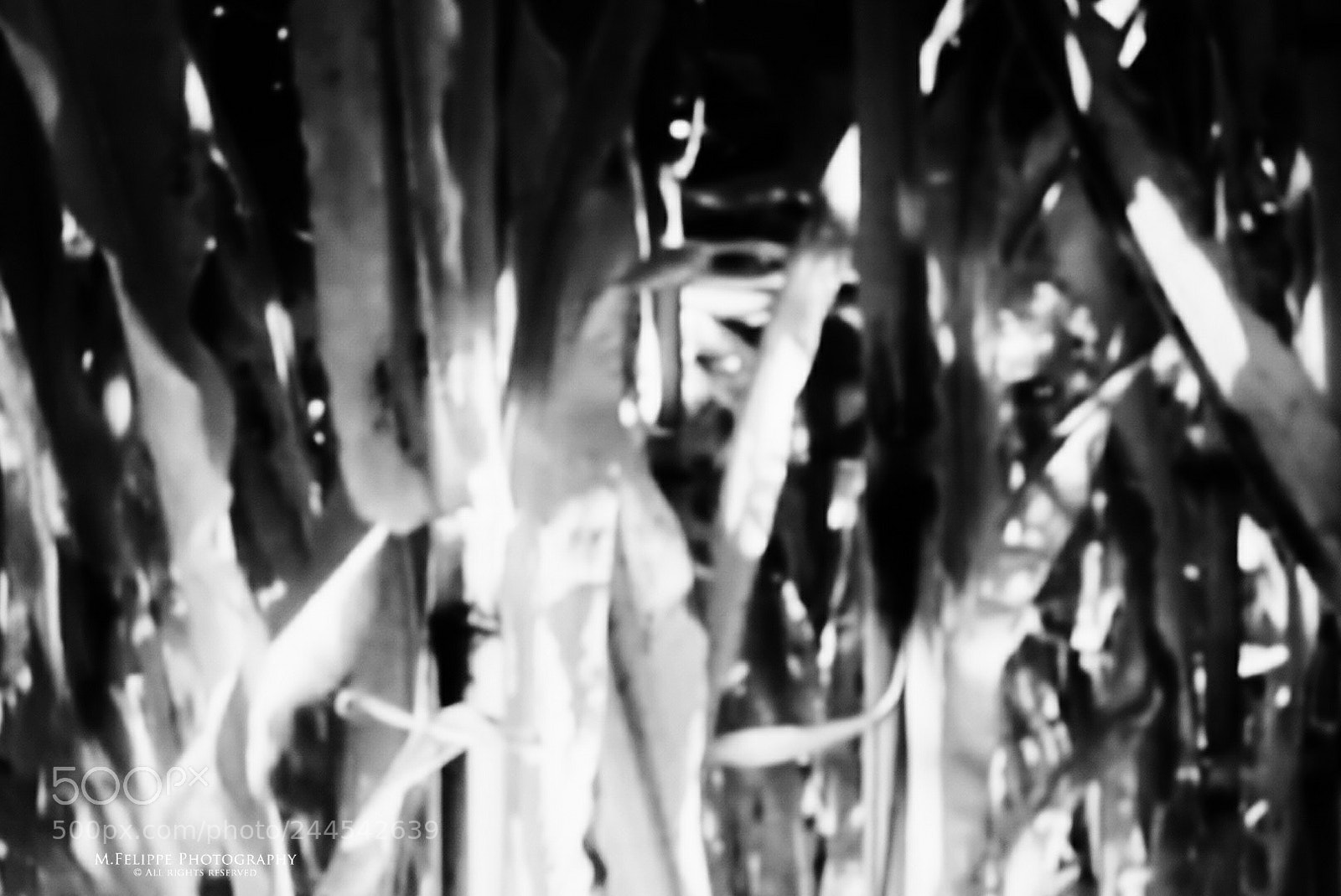 Sony a7S II sample photo. Noir #17 photography