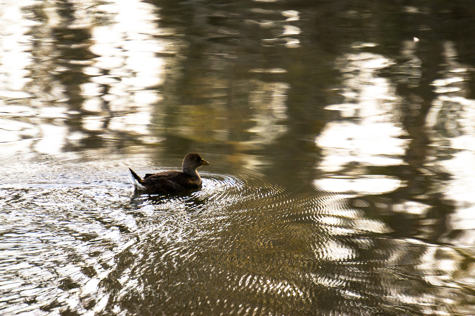 Sony Alpha a5000 (ILCE 5000) sample photo. Un d a en photography
