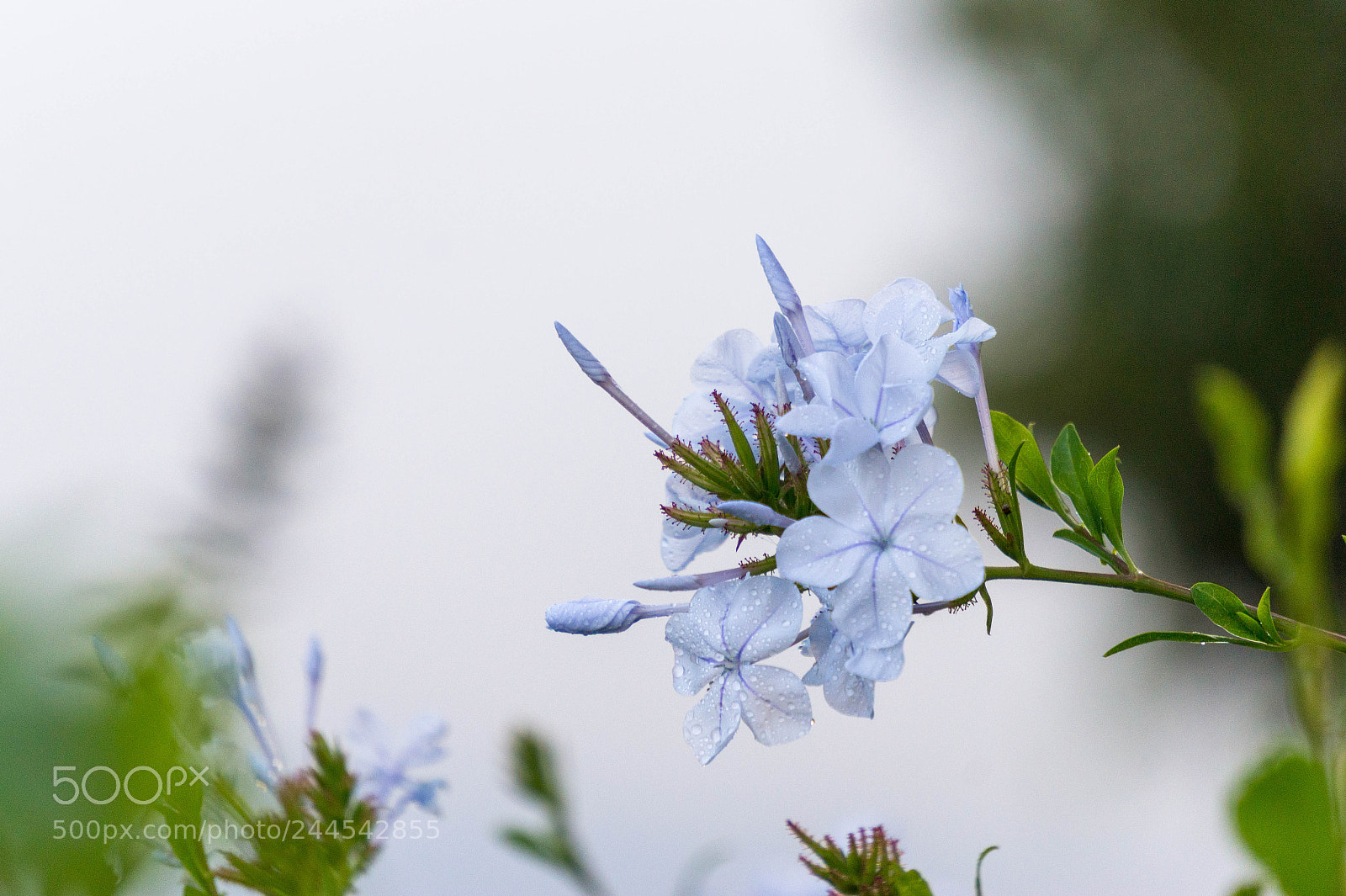 Sony Alpha a5000 (ILCE 5000) sample photo. Un d a en photography