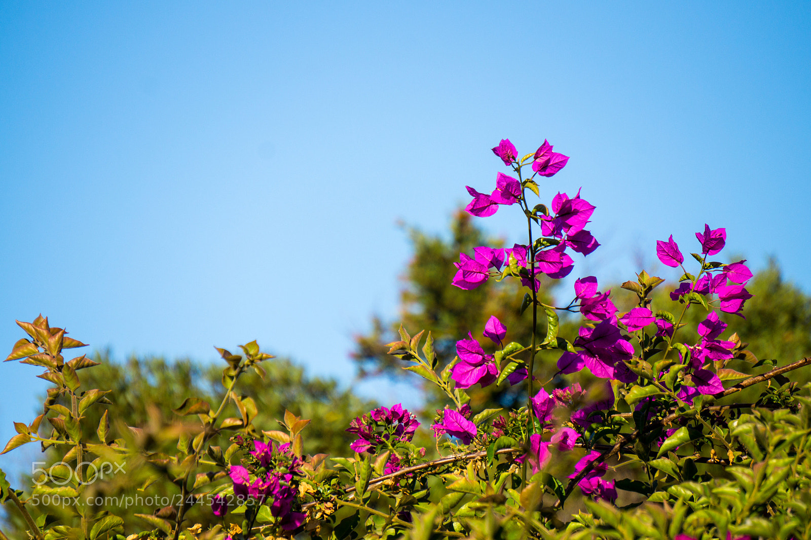 Sony Alpha a5000 (ILCE 5000) sample photo. Un d a en photography