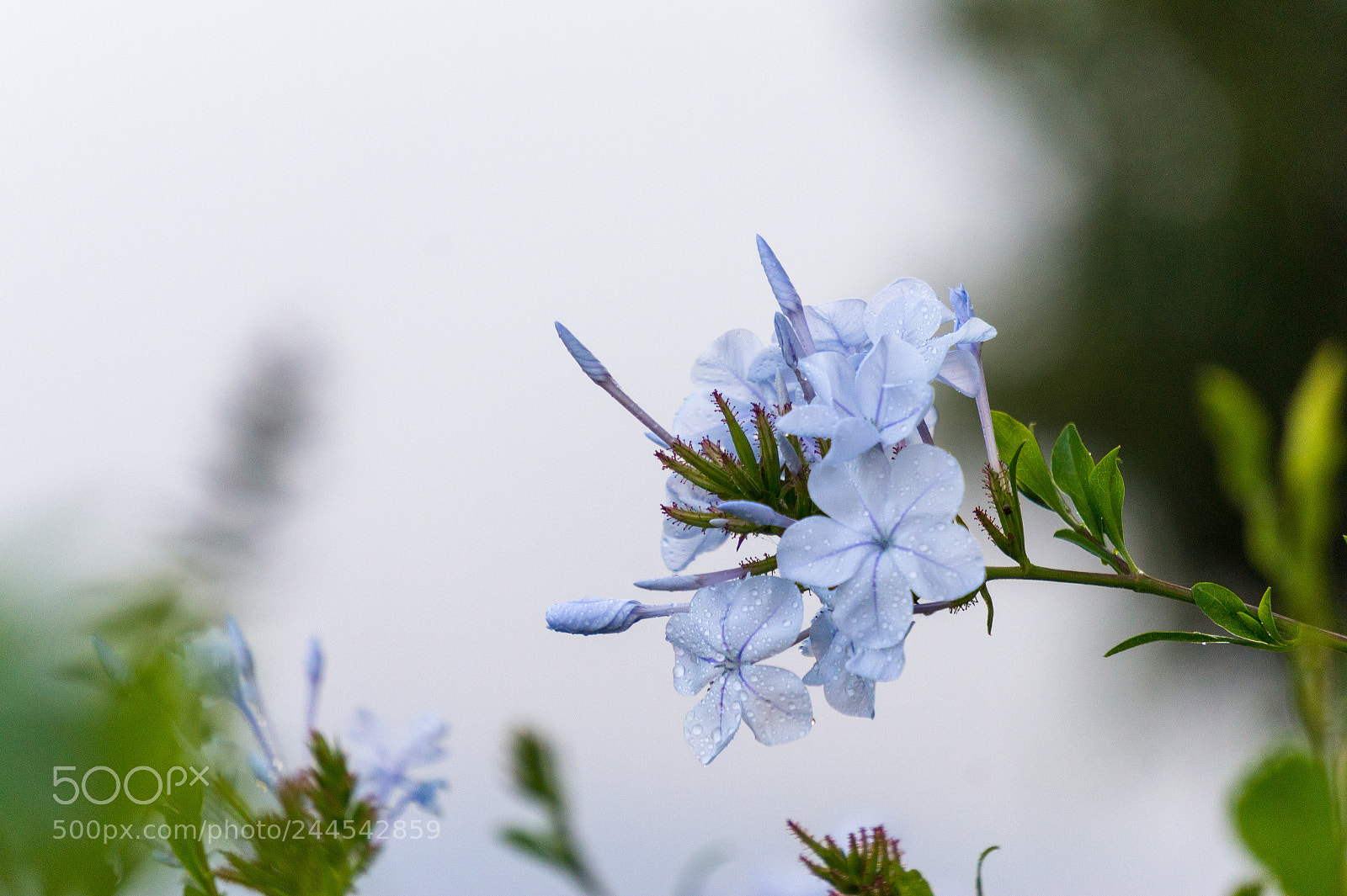 Sony Alpha a5000 (ILCE 5000) sample photo. Un d a en photography