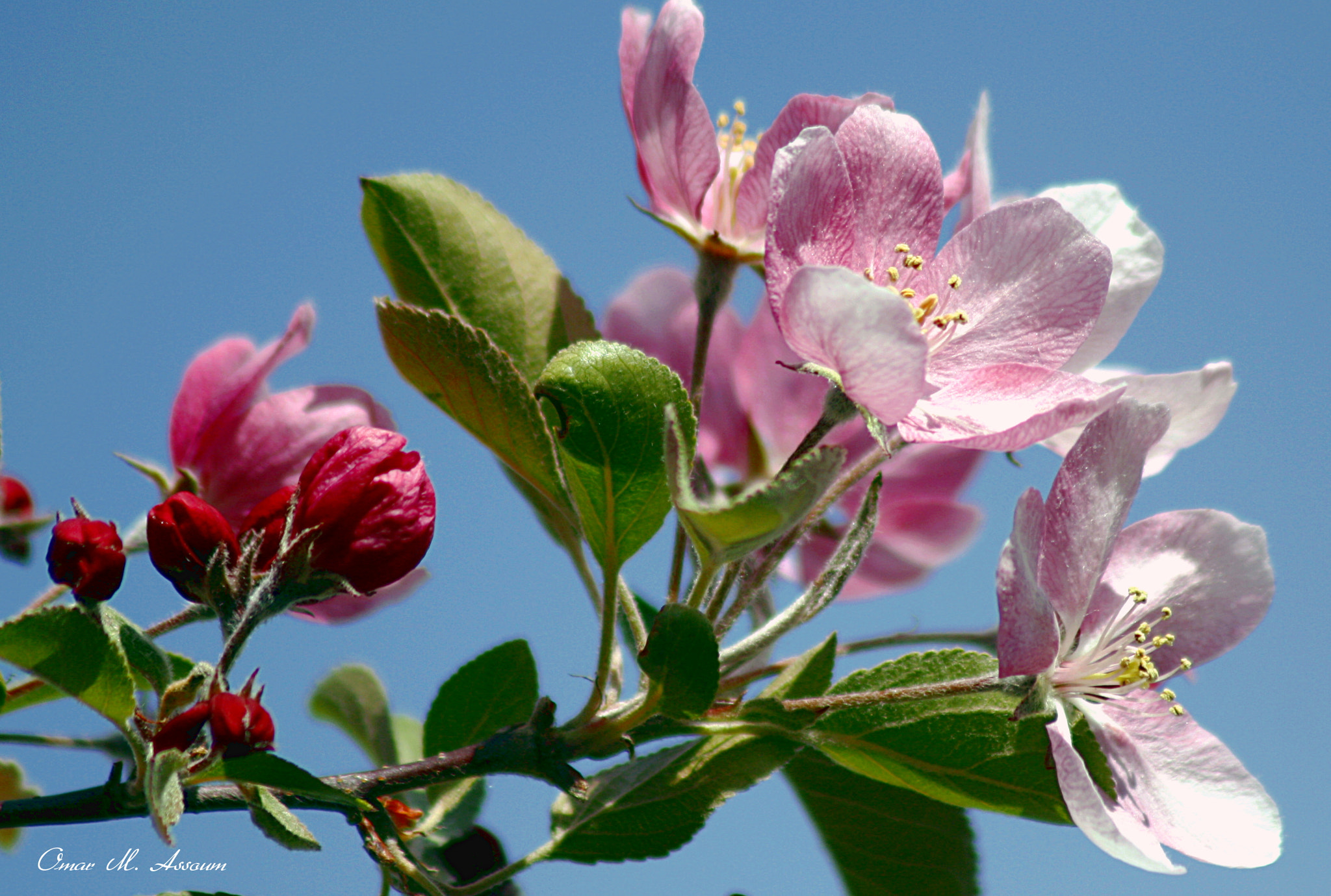 Canon EF 75-300mm F4.0-5.6 IS USM sample photo. Crab apple flowers photography