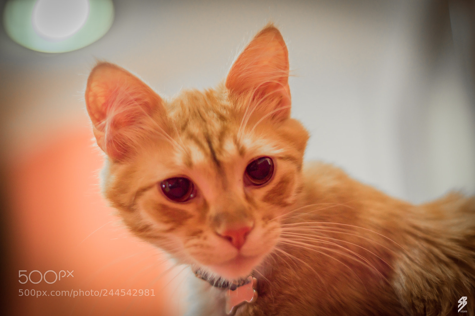 Nikon D5600 sample photo. Cat look photography