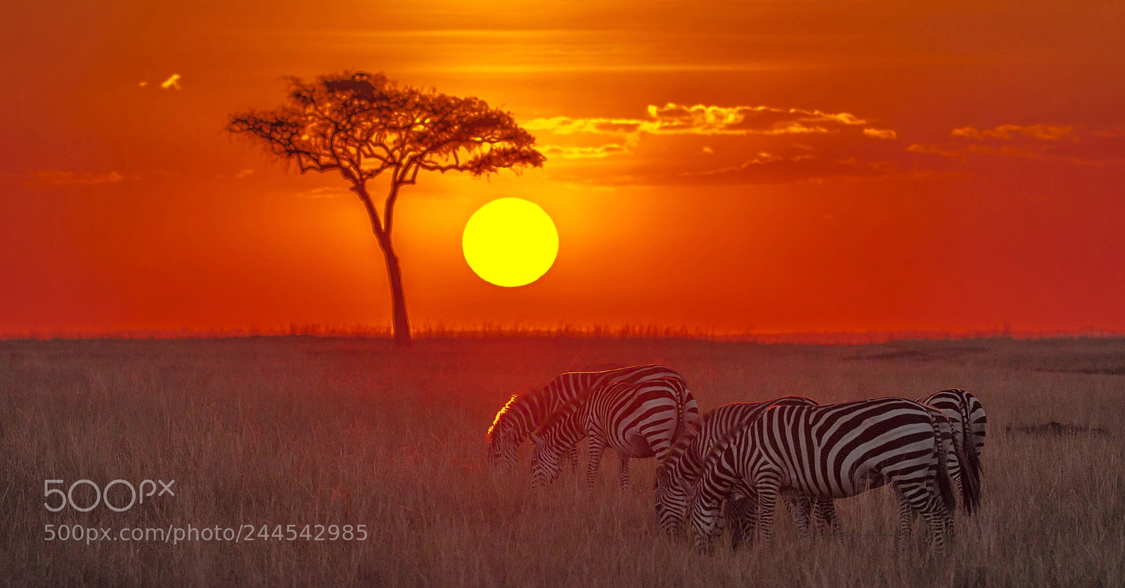 Nikon D500 sample photo. Colorful masai mara.... photography