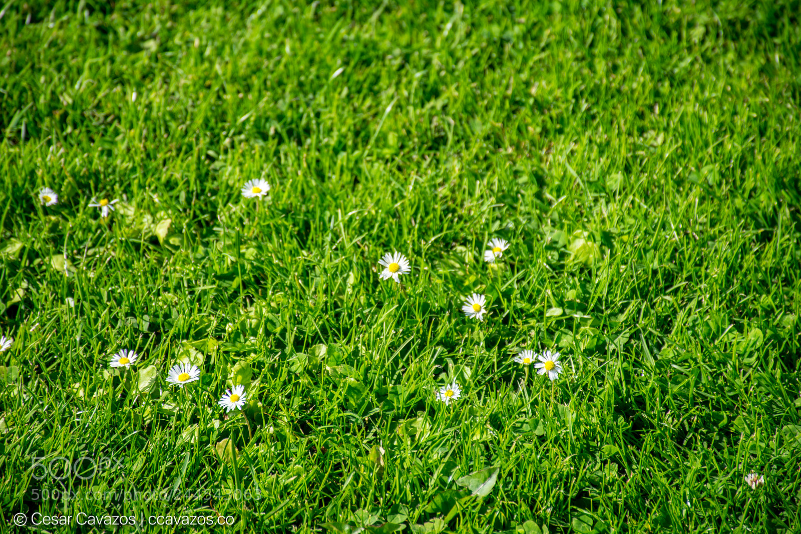 Nikon D3400 sample photo. Common daisy photography