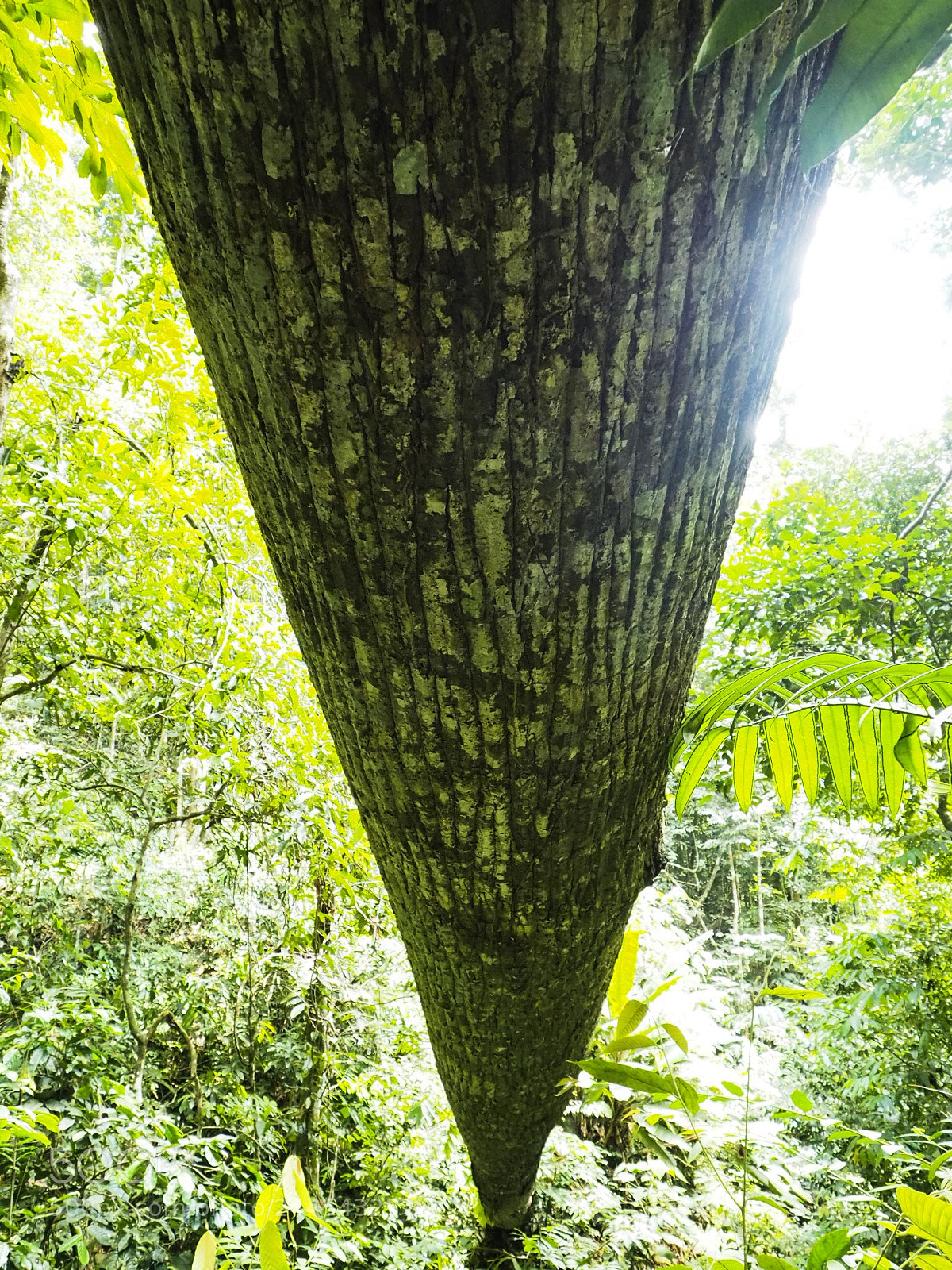 Olympus PEN E-PL7 sample photo. Tree trunk photography
