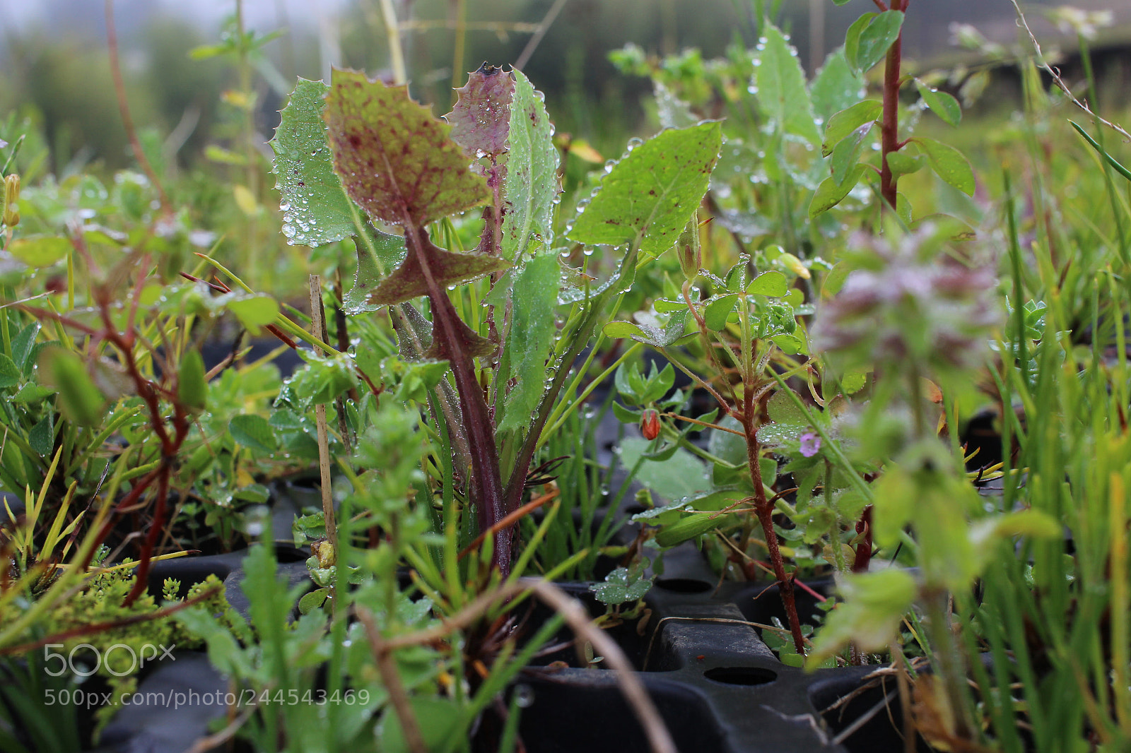 Canon EOS 600D (Rebel EOS T3i / EOS Kiss X5) sample photo. Img photography