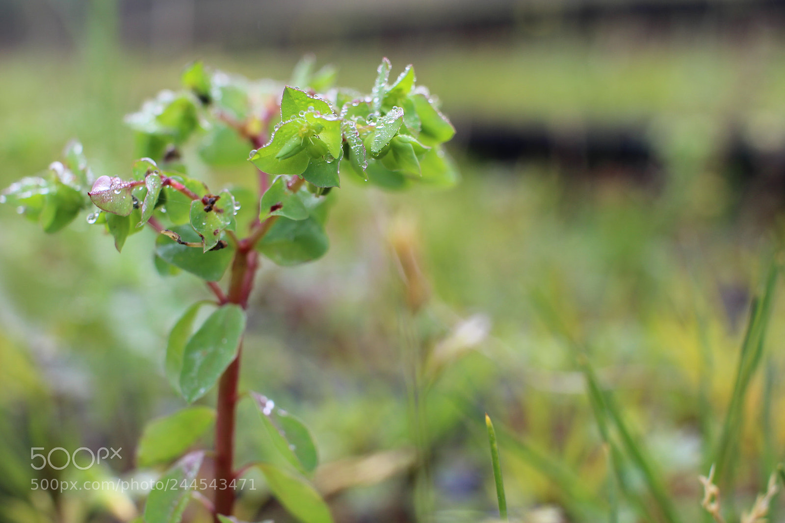 Canon EOS 600D (Rebel EOS T3i / EOS Kiss X5) sample photo. Img photography