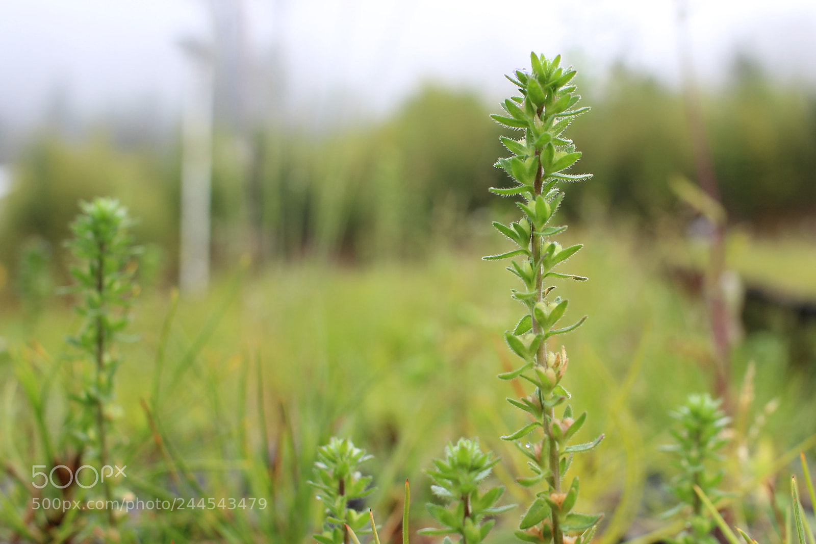 Canon EOS 600D (Rebel EOS T3i / EOS Kiss X5) sample photo. Img photography