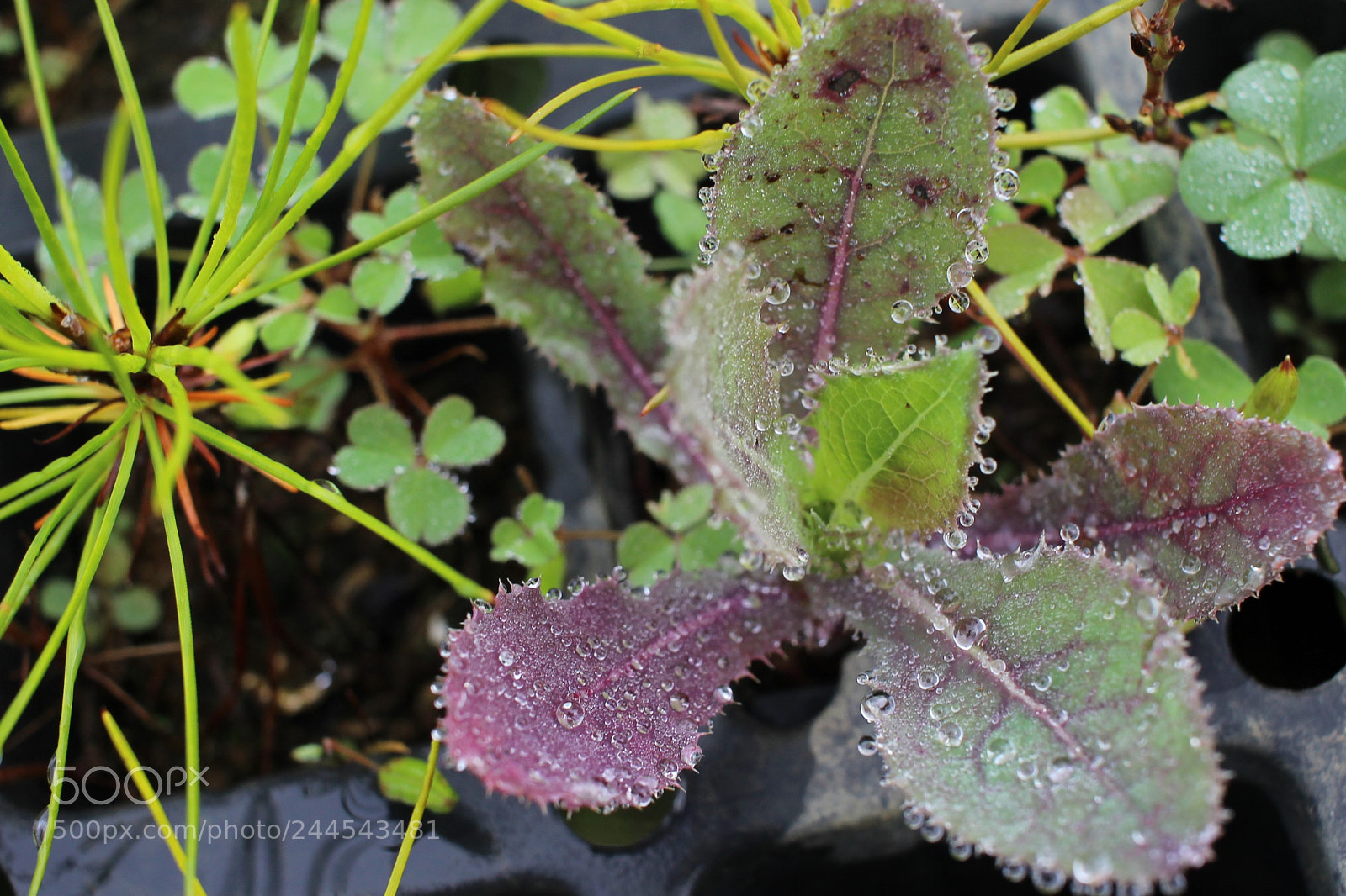 Canon EOS 600D (Rebel EOS T3i / EOS Kiss X5) sample photo. Img photography
