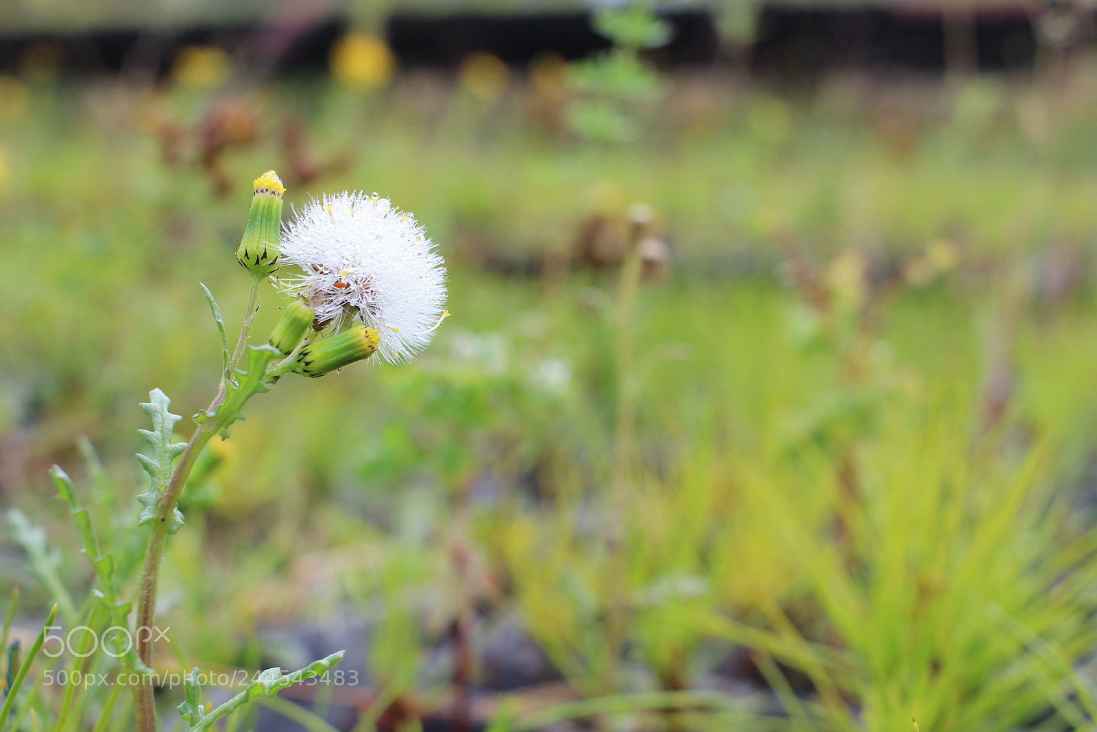 Canon EOS 600D (Rebel EOS T3i / EOS Kiss X5) sample photo. Img photography