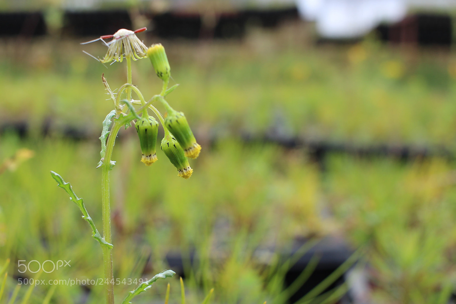 Canon EOS 600D (Rebel EOS T3i / EOS Kiss X5) sample photo. Img photography